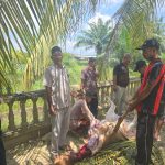 Pengungsi Banjir Langkahan Terharu, Wakil Gubernur Aceh Salurkan Bantuan Sapi untuk Buka Puasa