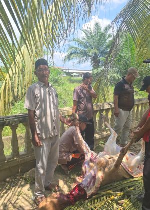 Pengungsi Banjir Langkahan Terharu, Wakil Gubernur Aceh Salurkan Bantuan Sapi untuk Buka Puasa
